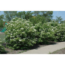 Гордовина / Калина цілолиста | Viburnum lantana | Калина гордовина / Гордовина обыкновенная