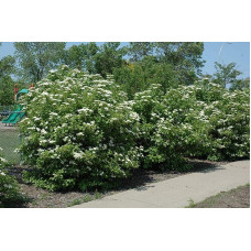 Гордовина / Калина цілолиста | Viburnum lantana | Калина гордовина / Гордовина обыкновенная