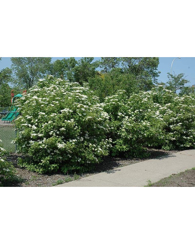 Гордовина / Калина цілолиста | Viburnum lantana | Калина гордовина / Гордовина обыкновенная