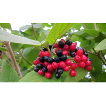 Гордовина / Калина цілолиста | Viburnum lantana | Калина гордовина / Гордовина обыкновенная