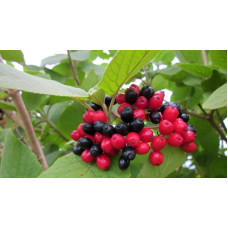 Гордовина / Калина цілолиста | Viburnum lantana | Калина гордовина / Гордовина обыкновенная