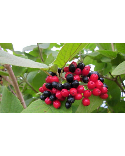 Гордовина / Калина цілолиста | Viburnum lantana | Калина гордовина / Гордовина обыкновенная
