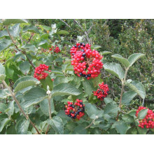 Гордовина / Калина цілолиста | Viburnum lantana | Калина гордовина / Гордовина обыкновенная