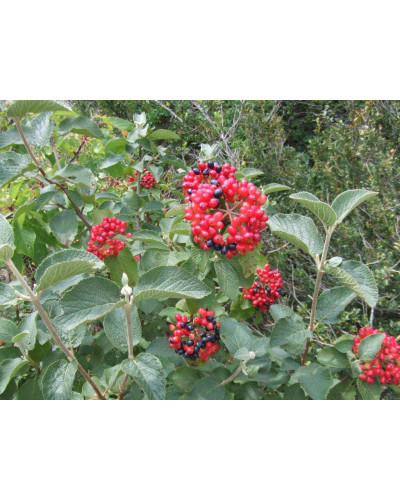 Гордовина / Калина цілолиста | Viburnum lantana | Калина гордовина / Гордовина обыкновенная