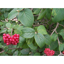 Гордовина / Калина цілолиста | Viburnum lantana | Калина гордовина / Гордовина обыкновенная
