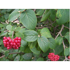 Гордовина / Калина цілолиста | Viburnum lantana | Калина гордовина / Гордовина обыкновенная