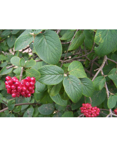 Гордовина / Калина цілолиста | Viburnum lantana | Калина гордовина / Гордовина обыкновенная
