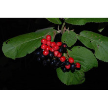 Гордовина / Калина цілолиста | Viburnum lantana | Калина гордовина / Гордовина обыкновенная