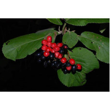 Гордовина / Калина цілолиста | Viburnum lantana | Калина гордовина / Гордовина обыкновенная