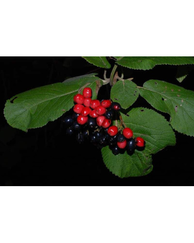 Гордовина / Калина цілолиста | Viburnum lantana | Калина гордовина / Гордовина обыкновенная
