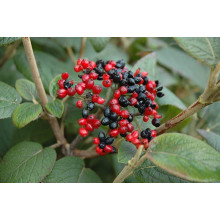 Гордовина / Калина цілолиста | Viburnum lantana | Калина гордовина / Гордовина обыкновенная