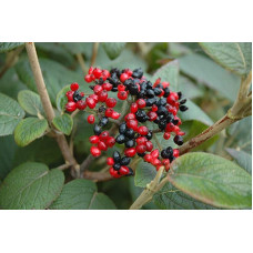 Гордовина / Калина цілолиста | Viburnum lantana | Калина гордовина / Гордовина обыкновенная