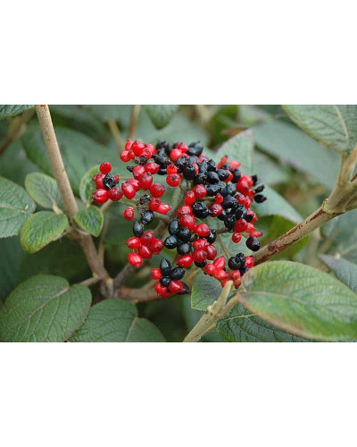 Гордовина / Калина цілолиста | Viburnum lantana | Калина гордовина / Гордовина обыкновенная