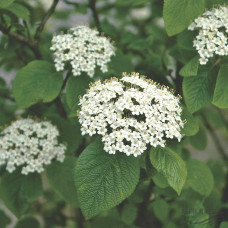Гордовина / Калина цілолиста | Viburnum lantana | Калина гордовина / Гордовина обыкновенная