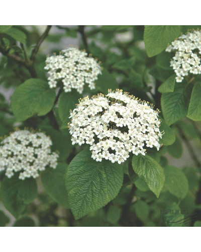 Гордовина / Калина цілолиста | Viburnum lantana | Калина гордовина / Гордовина обыкновенная