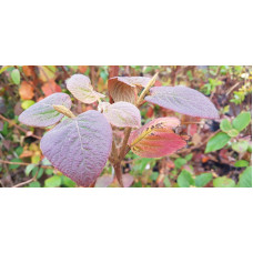 Гордовина / Калина цілолиста | Viburnum lantana | Калина гордовина / Гордовина обыкновенная