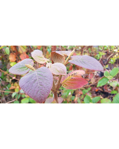 Гордовина / Калина цілолиста | Viburnum lantana | Калина гордовина / Гордовина обыкновенная