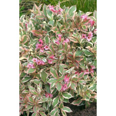 Вейгела квітуча Монет ® / Вервей ® | Weigela florida Monet ® / Verweig ® | Вейгела цветущая Монет ® / Вервей ®