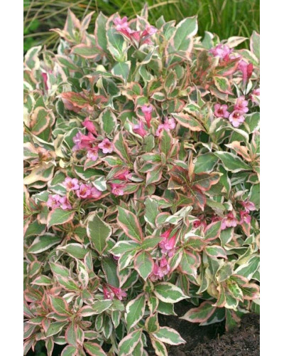 Вейгела квітуча Монет ® / Вервей ® | Weigela florida Monet ® / Verweig ® | Вейгела цветущая Монет ® / Вервей ®