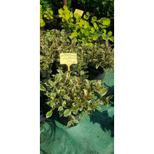 Вейгела квітуча Монет ® / Вервей ® | Weigela florida Monet ® / Verweig ® | Вейгела цветущая Монет ® / Вервей ®