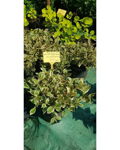 Вейгела квітуча Монет ® / Вервей ® | Weigela florida Monet ® / Verweig ® | Вейгела цветущая Монет ® / Вервей ®