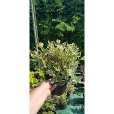 Вейгела квітуча Монет ® / Вервей ® | Weigela florida Monet ® / Verweig ® | Вейгела цветущая Монет ® / Вервей ®