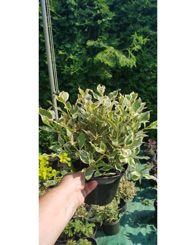 Вейгела квітуча Монет ® / Вервей ® | Weigela florida Monet ® / Verweig ® | Вейгела цветущая Монет ® / Вервей ®