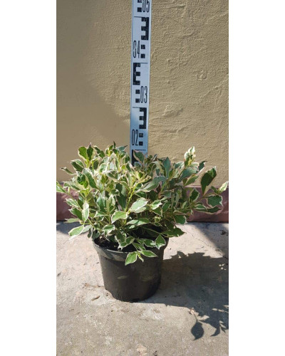Вейгела квітуча Монет ® / Вервей ® | Weigela florida Monet ® / Verweig ® | Вейгела цветущая Монет ® / Вервей ®