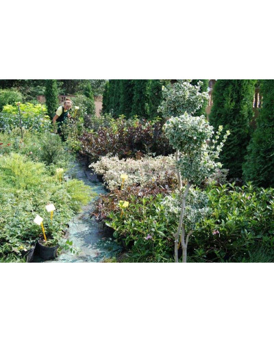 Вейгела квітуча Монет ® / Вервей ® | Weigela florida Monet ® / Verweig ® | Вейгела цветущая Монет ® / Вервей ®