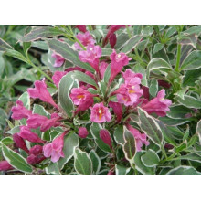 Вейгела квітуча Монет ® / Вервей ® | Weigela florida Monet ® / Verweig ® | Вейгела цветущая Монет ® / Вервей ®