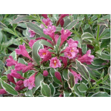 Вейгела квітуча Монет ® / Вервей ® | Weigela florida Monet ® / Verweig ® | Вейгела цветущая Монет ® / Вервей ®