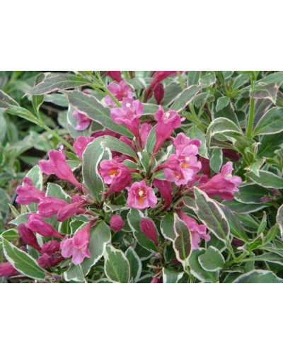 Вейгела квітуча Монет ® / Вервей ® | Weigela florida Monet ® / Verweig ® | Вейгела цветущая Монет ® / Вервей ®