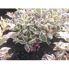 Вейгела квітуча Монет ® / Вервей ® | Weigela florida Monet ® / Verweig ® | Вейгела цветущая Монет ® / Вервей ®