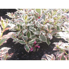 Вейгела квітуча Монет ® / Вервей ® | Weigela florida Monet ® / Verweig ® | Вейгела цветущая Монет ® / Вервей ®