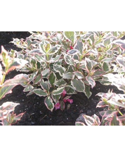 Вейгела квітуча Монет ® / Вервей ® | Weigela florida Monet ® / Verweig ® | Вейгела цветущая Монет ® / Вервей ®