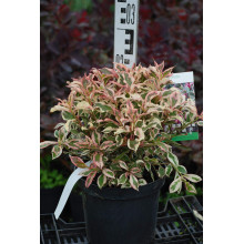Вейгела квітуча Монет ® / Вервей ® | Weigela florida Monet ® / Verweig ® | Вейгела цветущая Монет ® / Вервей ®