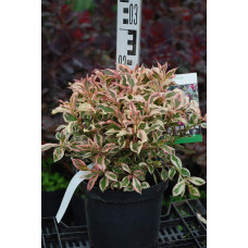 Вейгела квітуча Монет ® / Вервей ® | Weigela florida Monet ® / Verweig ® | Вейгела цветущая Монет ® / Вервей ®
