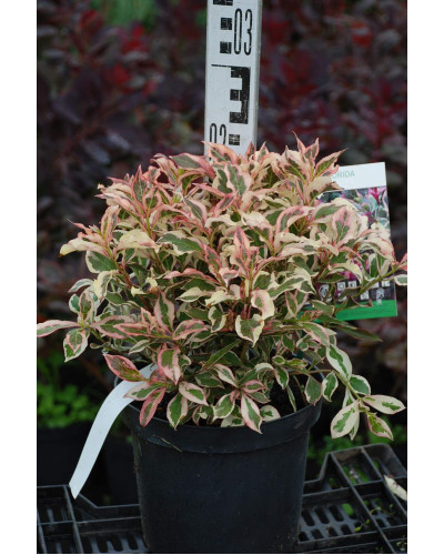Вейгела квітуча Монет ® / Вервей ® | Weigela florida Monet ® / Verweig ® | Вейгела цветущая Монет ® / Вервей ®