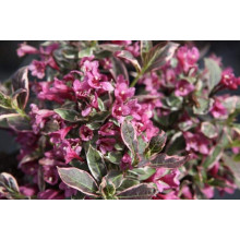 Вейгела квітуча Монет ® / Вервей ® | Weigela florida Monet ® / Verweig ® | Вейгела цветущая Монет ® / Вервей ®