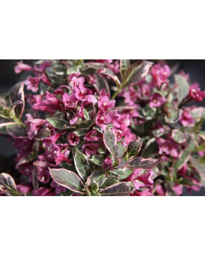 Вейгела квітуча Монет ® / Вервей ® | Weigela florida Monet ® / Verweig ® | Вейгела цветущая Монет ® / Вервей ®