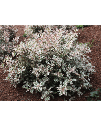 Вейгела квітуча Монет ® / Вервей ® | Weigela florida Monet ® / Verweig ® | Вейгела цветущая Монет ® / Вервей ®