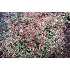 Вейгела квітуча Монет ® / Вервей ® | Weigela florida Monet ® / Verweig ® | Вейгела цветущая Монет ® / Вервей ®
