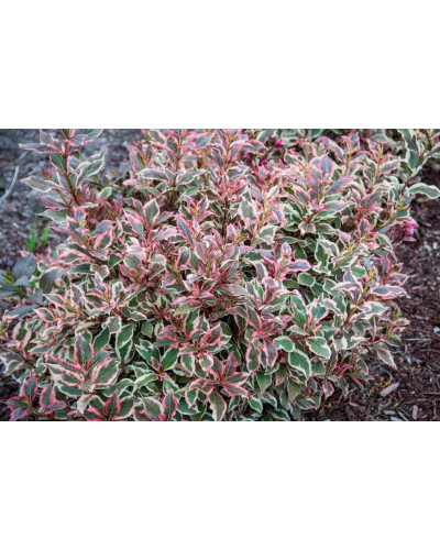 Вейгела квітуча Монет ® / Вервей ® | Weigela florida Monet ® / Verweig ® | Вейгела цветущая Монет ® / Вервей ®