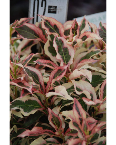 Вейгела квітуча Монет ® / Вервей ® | Weigela florida Monet ® / Verweig ® | Вейгела цветущая Монет ® / Вервей ®
