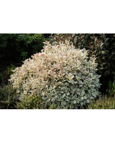 Вейгела квітуча Монет ® / Вервей ® | Weigela florida Monet ® / Verweig ® | Вейгела цветущая Монет ® / Вервей ®