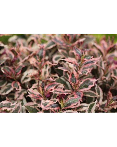 Вейгела квітуча Монет ® / Вервей ® | Weigela florida Monet ® / Verweig ® | Вейгела цветущая Монет ® / Вервей ®