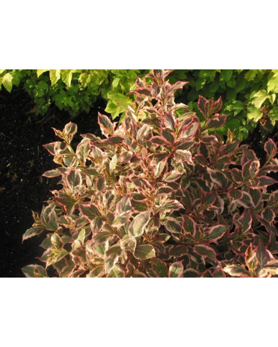 Вейгела квітуча Монет ® / Вервей ® | Weigela florida Monet ® / Verweig ® | Вейгела цветущая Монет ® / Вервей ®