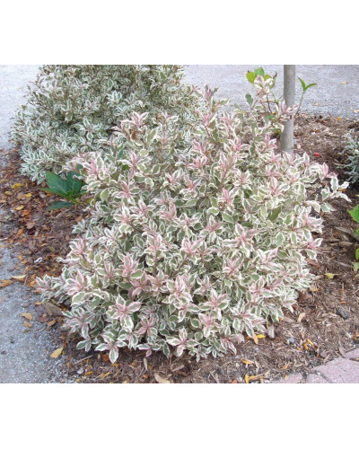 Вейгела квітуча Монет ® / Вервей ® | Weigela florida Monet ® / Verweig ® | Вейгела цветущая Монет ® / Вервей ®