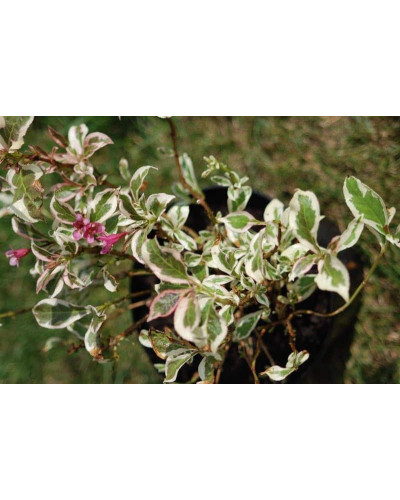 Вейгела квітуча Монет ® / Вервей ® | Weigela florida Monet ® / Verweig ® | Вейгела цветущая Монет ® / Вервей ®