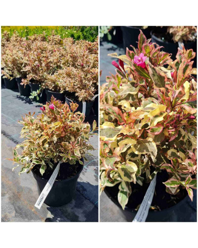Вейгела квітуча Монет ® / Вервей ® | Weigela florida Monet ® / Verweig ® | Вейгела цветущая Монет ® / Вервей ®